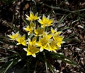 Yellow tulipa tarda Royalty Free Stock Photo