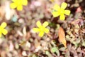 Wild yellow flower macro background oxalis corniculata family oxalidaceae high quality prints