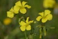 Wild yellow flower: Oxalis pes-caprae Royalty Free Stock Photo