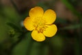 Wild yellow flower ranunculus acris family ranunculaceae modern botanical book high quality prints