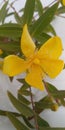 Wild Yellow Flower in Spring Season