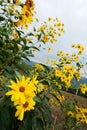 Wild yellow flowers