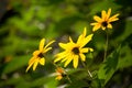 Wild yellow flowers Royalty Free Stock Photo