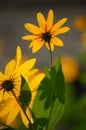 Wild yellow flowers Royalty Free Stock Photo