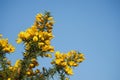 Wild yellow flowers against blue cloudy sky. Beautiful nature concept. Summer background Royalty Free Stock Photo