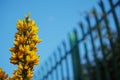 Wild yellow flowers against blue cloudy sky. Beautiful nature concept. Summer background. Security fence out of focus in the Royalty Free Stock Photo