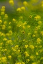 Wild yellow flowers background. Low point of view, shallow deep of field