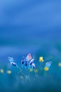 Wild yellow flowers and beautiful butterflies. Spring summer background. Copy space. Royalty Free Stock Photo