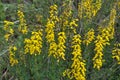 Flowering Genista tinctoria Royalty Free Stock Photo