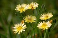 Wild yellow flowers blooming Royalty Free Stock Photo