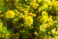 Wild yellow flowers blossom in sunlight