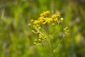 Wild yellow flowers in Cades Cove Park Royalty Free Stock Photo