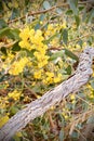 Cootamundra wattles yellow flowers dead tree branch Royalty Free Stock Photo