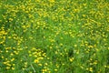 Wild yellow flowers Royalty Free Stock Photo