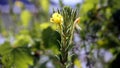 Wild yellow flowers on a green branch - Hudson River Valley, NY Royalty Free Stock Photo