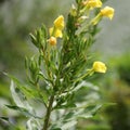 Wild yellow flowers on a green branch - Hudson River Valley, NY Royalty Free Stock Photo