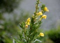 Wild yellow flowers on a green branch - Hudson River Valley, NY Royalty Free Stock Photo