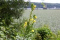 Wild yellow flowers on a green branch - Hudson River Valley, NY Royalty Free Stock Photo