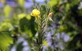 Wild yellow flowers on a green branch - Hudson River Valley, NY Royalty Free Stock Photo