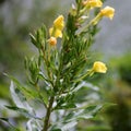 Wild yellow flowers on a green branch - Hudson River Valley, NY Royalty Free Stock Photo