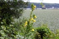 Wild yellow flowers on a green branch - Hudson River Valley, NY Royalty Free Stock Photo