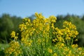 Wild yellow flowers growing on a field in the countryside on a sunny spring day against the blue sky Royalty Free Stock Photo