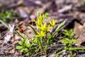 Wild yellow flowers and ladybird Royalty Free Stock Photo