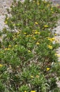 Wild yellow flowers lawn  in the Castle Sao Jorge courtyard from Alfama district in Lisbon Royalty Free Stock Photo