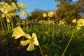 buttercup oxalis flowers moving wtih coastal wind