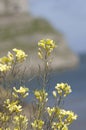 Wild yellow flowers over sea, coast Royalty Free Stock Photo