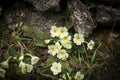 Wild yellow flowers, primula vulgaris or primerose