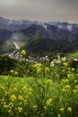 Wild yellow flowers Royalty Free Stock Photo