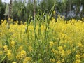 wild yellow flowers of rapeseed are used in agriculture Royalty Free Stock Photo