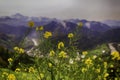 wild yellow flowers with a river valley in the background Royalty Free Stock Photo