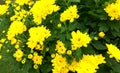Wild yellow flowers Royalty Free Stock Photo