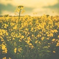 Wild yellow flowers on the summer meadow Royalty Free Stock Photo