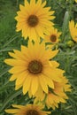 wild yellow hairy sunflowers, attracts bees for their nectar, (late summer bloom in New England) Royalty Free Stock Photo