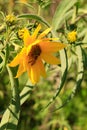 Wild yellow hairy sunflowers, New England late summer perennials, attracts bees Royalty Free Stock Photo