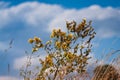 Wild yellow inflorescence of Hypericum perforatum, perforate St John`s-wort lean to the sun in a summer field