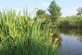 Wild yellow iris flowers Royalty Free Stock Photo