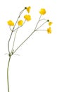 Wild yellow isolated buttercup flower