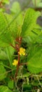 The wild yellow little flower Royalty Free Stock Photo