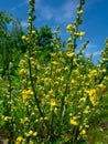 Wild yellow mallow by the road Royalty Free Stock Photo