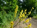 Wild yellow mallow by the road Royalty Free Stock Photo