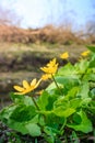 Wild forest yellow flower Royalty Free Stock Photo