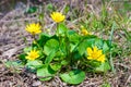 Wild forest yellow flower Royalty Free Stock Photo