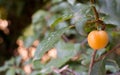 WILD YELLOW PLUM FRUIT HANGING ON TREE Royalty Free Stock Photo