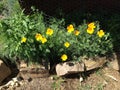 Wild yellow and orange poppies growing in a field Royalty Free Stock Photo