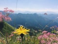 Wild flowers on a mountain Royalty Free Stock Photo