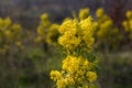 Wild yellow plant of the Oregon Grape Holly Royalty Free Stock Photo